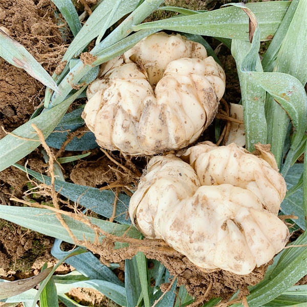 新鮮百合