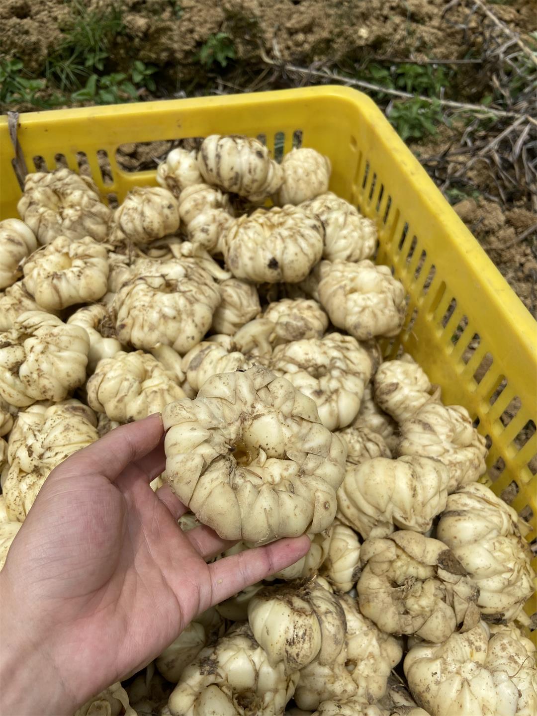 挖新鮮百合
